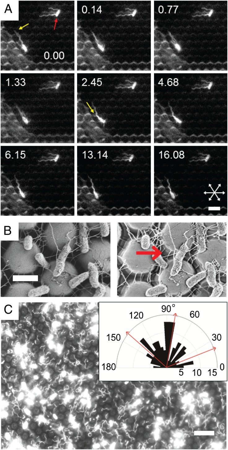 Fig. 5.