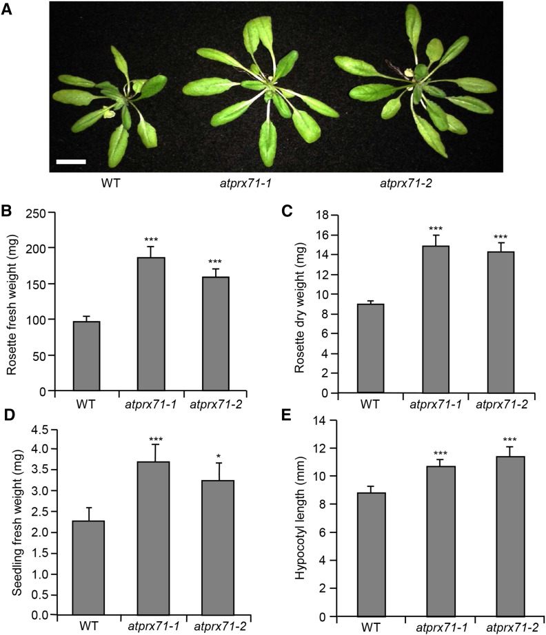 Figure 3.