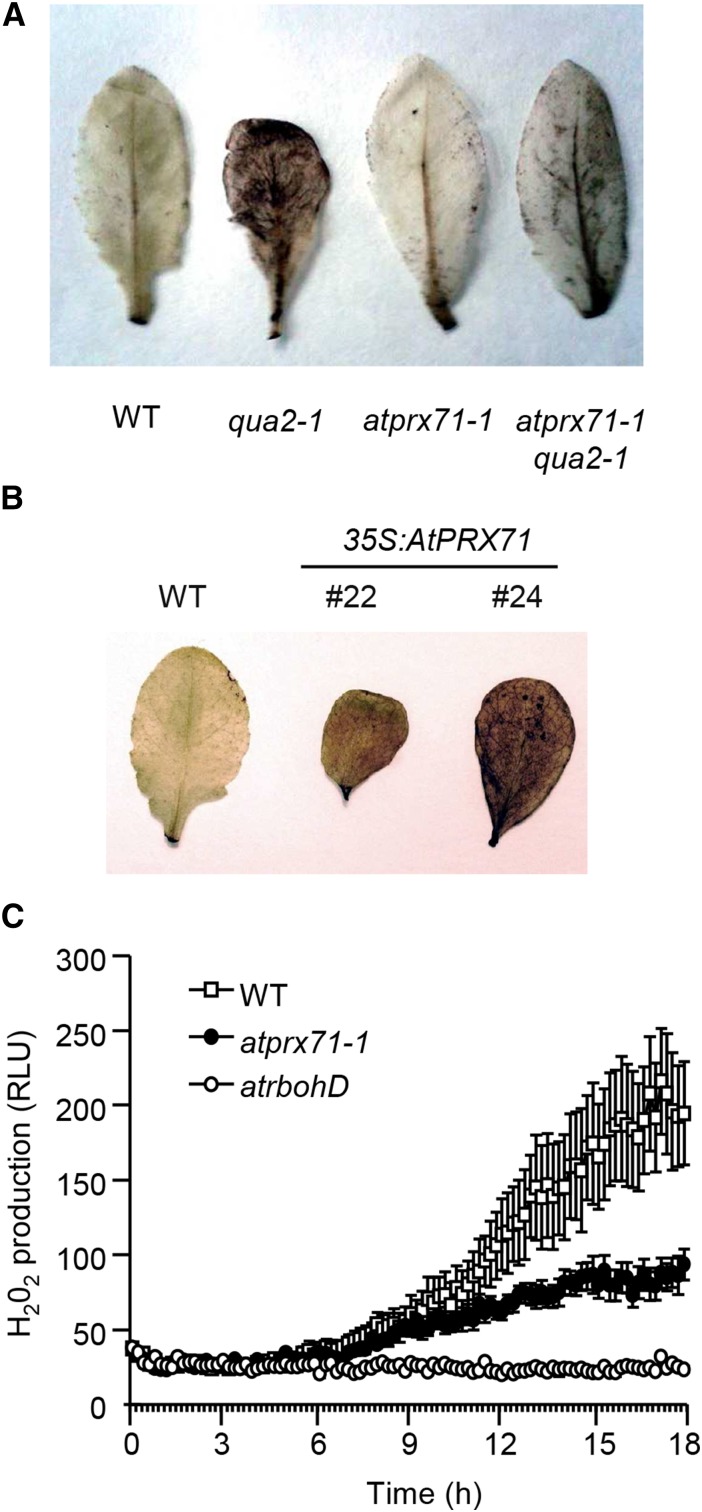 Figure 9.