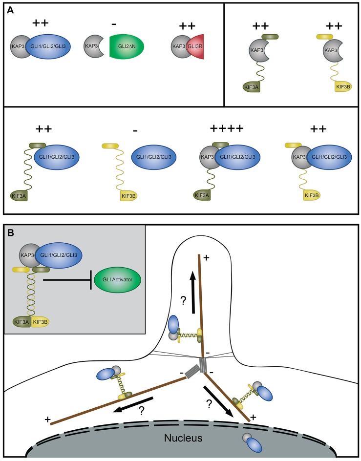 Fig. 8.