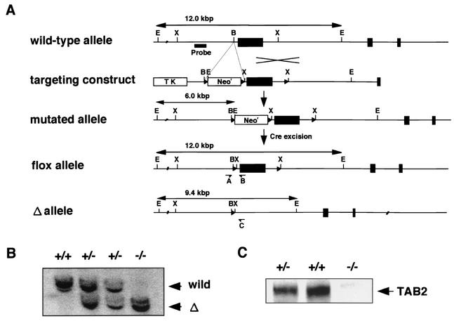 FIG. 1.