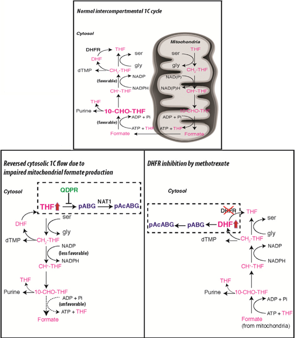 graphic file with name nihms-1024527-f0001.jpg