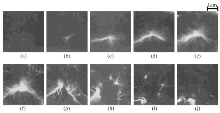 Figure 31