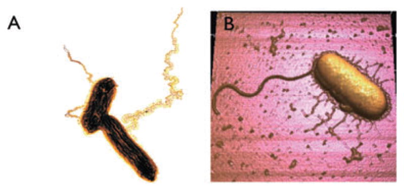 Fig. 2