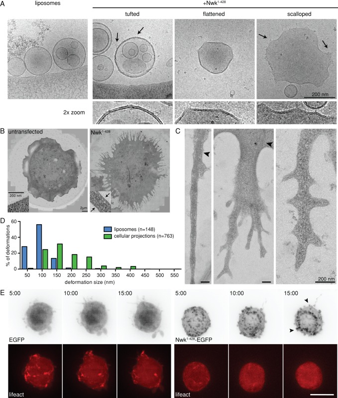 FIGURE 6: