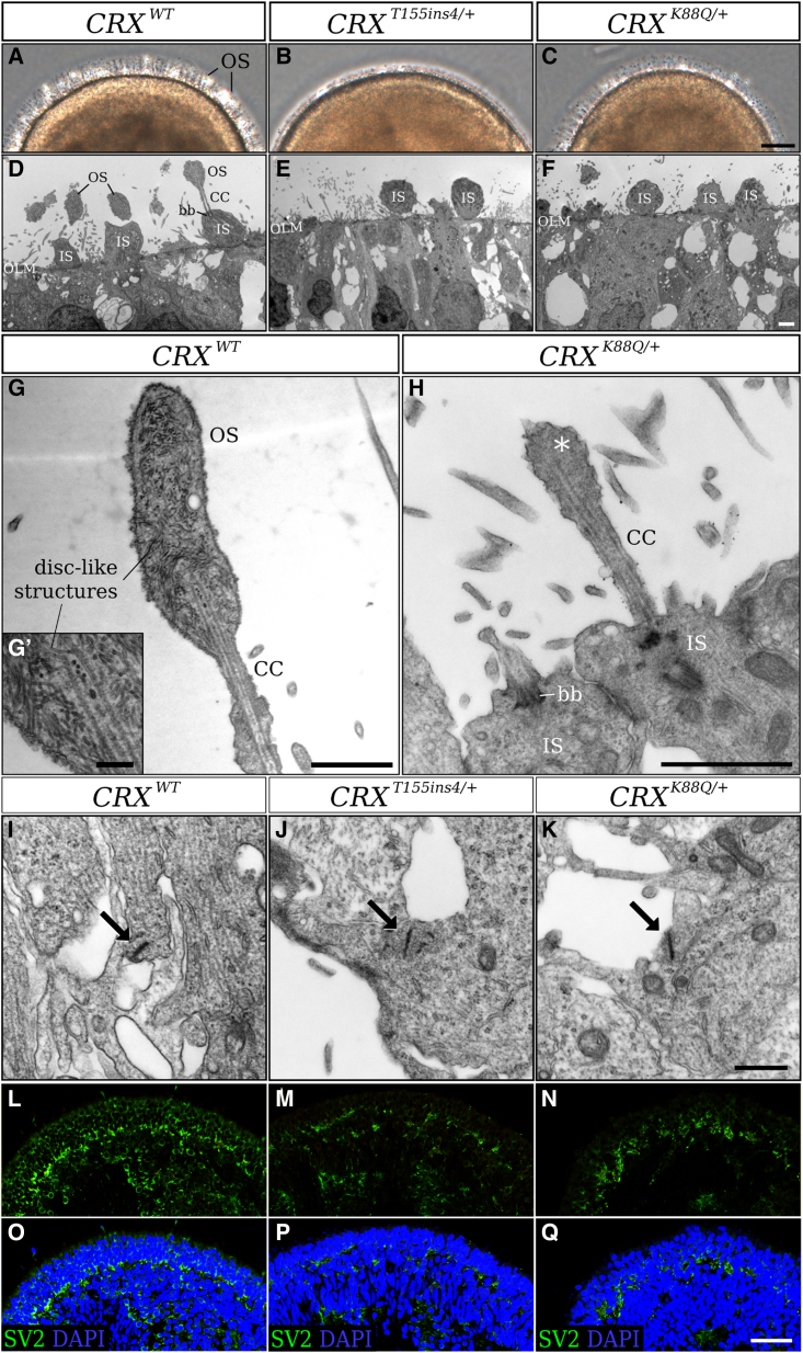 Figure 2