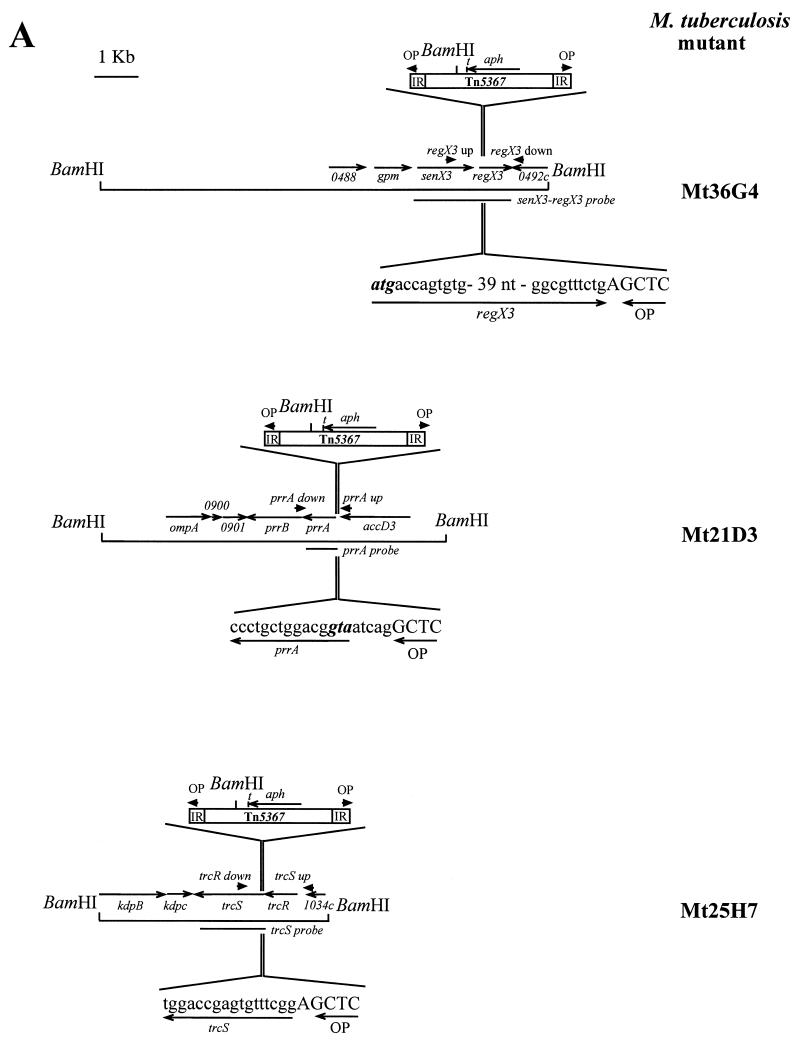 FIG. 1.