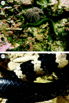 Figure 1.