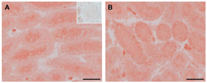 Fig. 10.