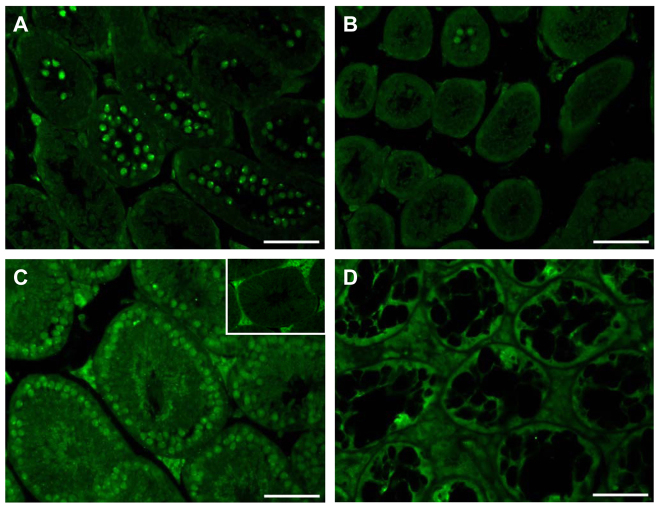 Fig. 11.