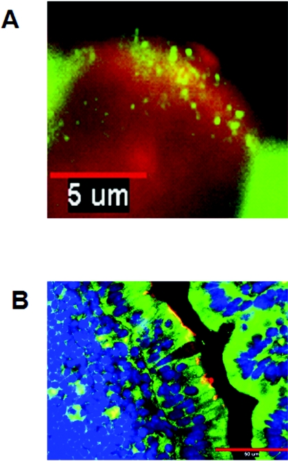 FIG. 2.