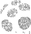 FIGURE 2—