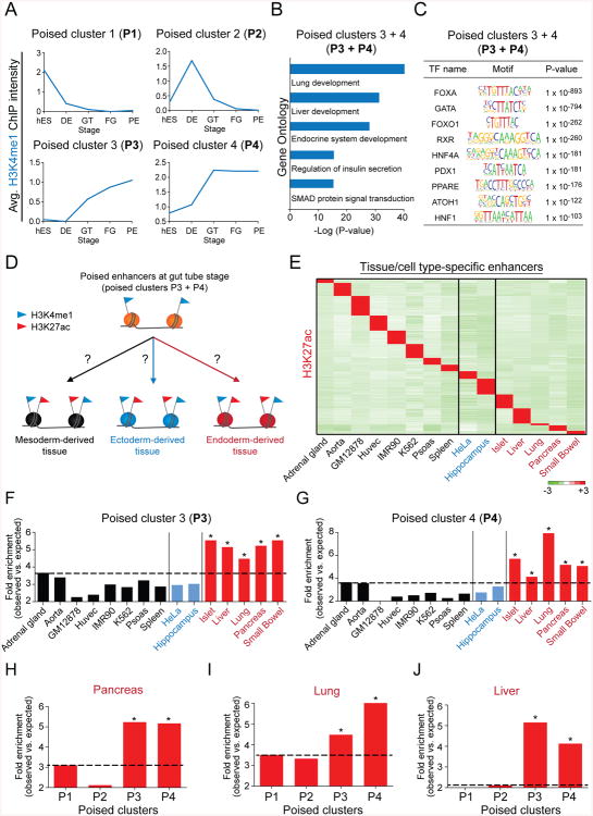 Epigenetic priming of enhancers predicts developmental competence of hESC-derived endodermal lineage intermediates.