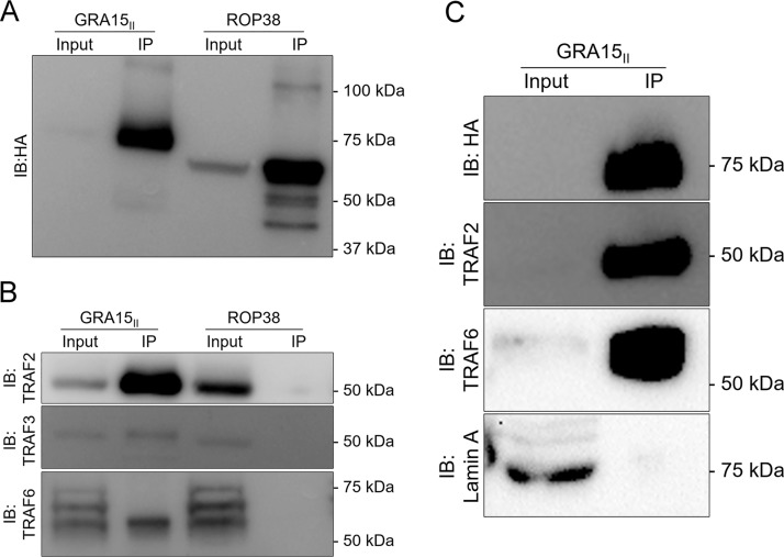 FIG 3