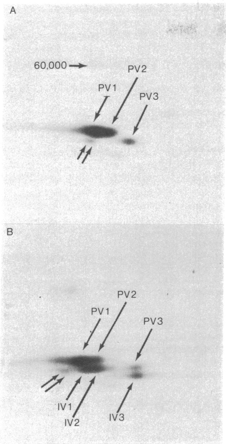 graphic file with name pnas00006-0371-a.jpg