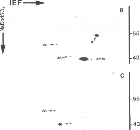 graphic file with name pnas00605-0142-a.jpg