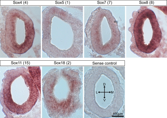 FIG. 5