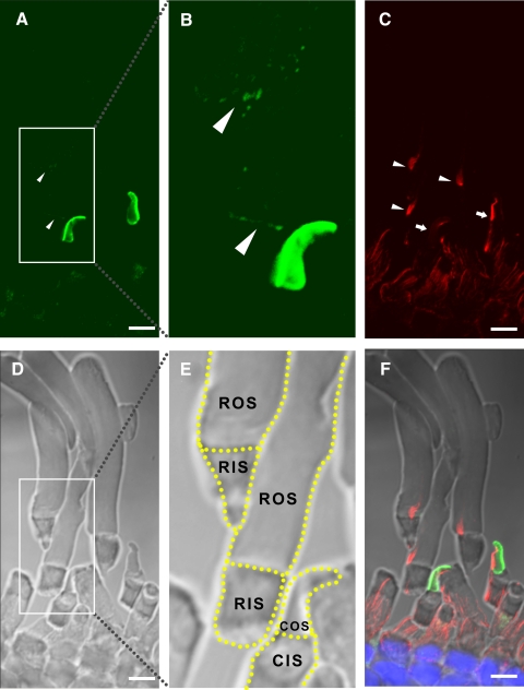 Figure 3.