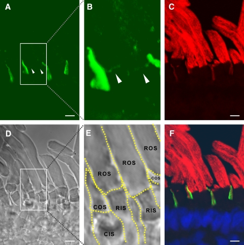 Figure 4.