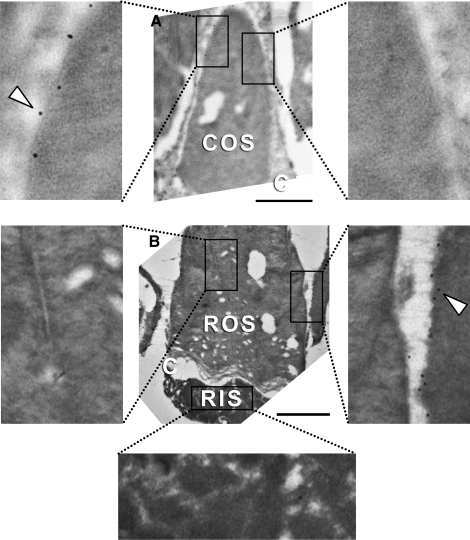 Figure 8.