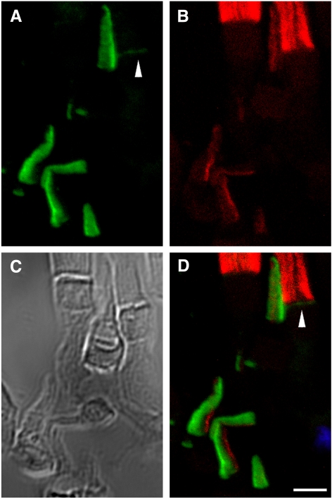 Figure 5.