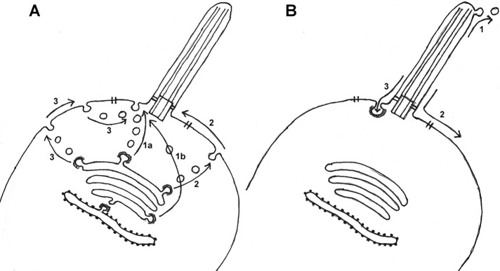 FIGURE 1: