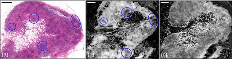 Fig. 10