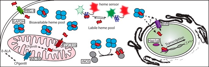 Figure 7.