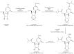 Scheme 5