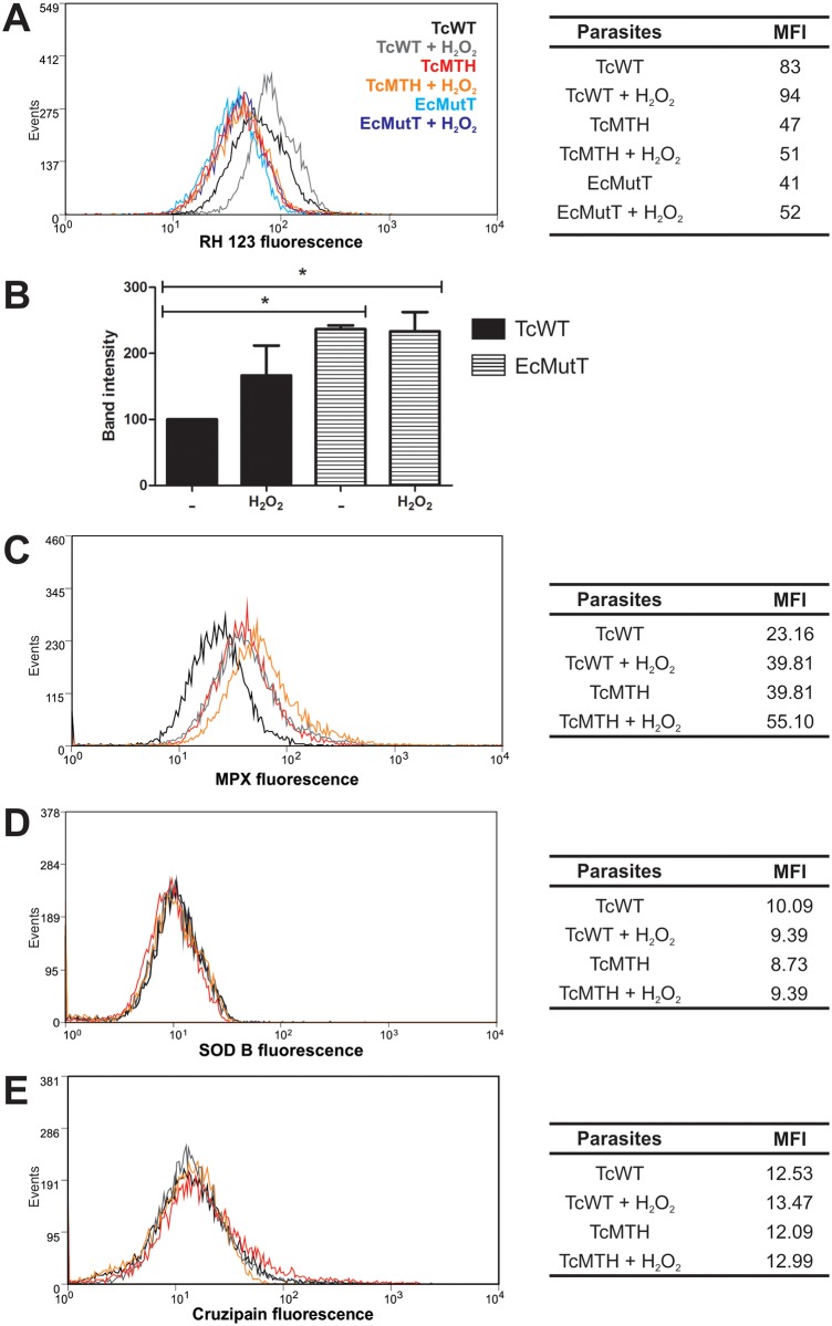 Fig 3