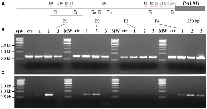 FIGURE 3