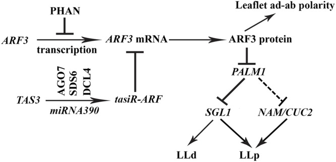 FIGURE 9