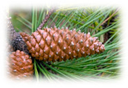 graphic file with name plants-10-00587-i014.jpg
