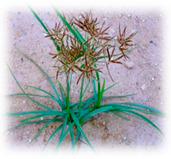 graphic file with name plants-10-00587-i012.jpg