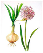graphic file with name plants-10-00587-i004.jpg