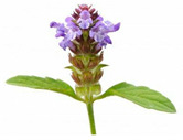 graphic file with name plants-10-00587-i007.jpg
