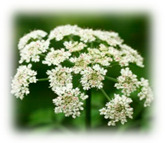 graphic file with name plants-10-00587-i001.jpg
