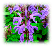 graphic file with name plants-10-00587-i009.jpg