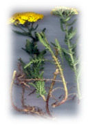 graphic file with name plants-10-00587-i002.jpg