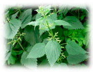 graphic file with name plants-10-00587-i015.jpg