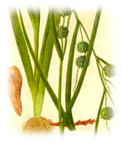 graphic file with name plants-10-00587-i008.jpg