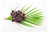 graphic file with name plants-10-00587-i013.jpg