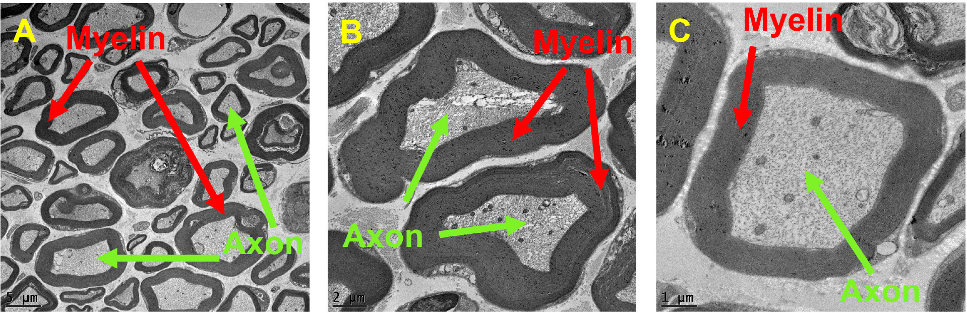 Fig. 2: