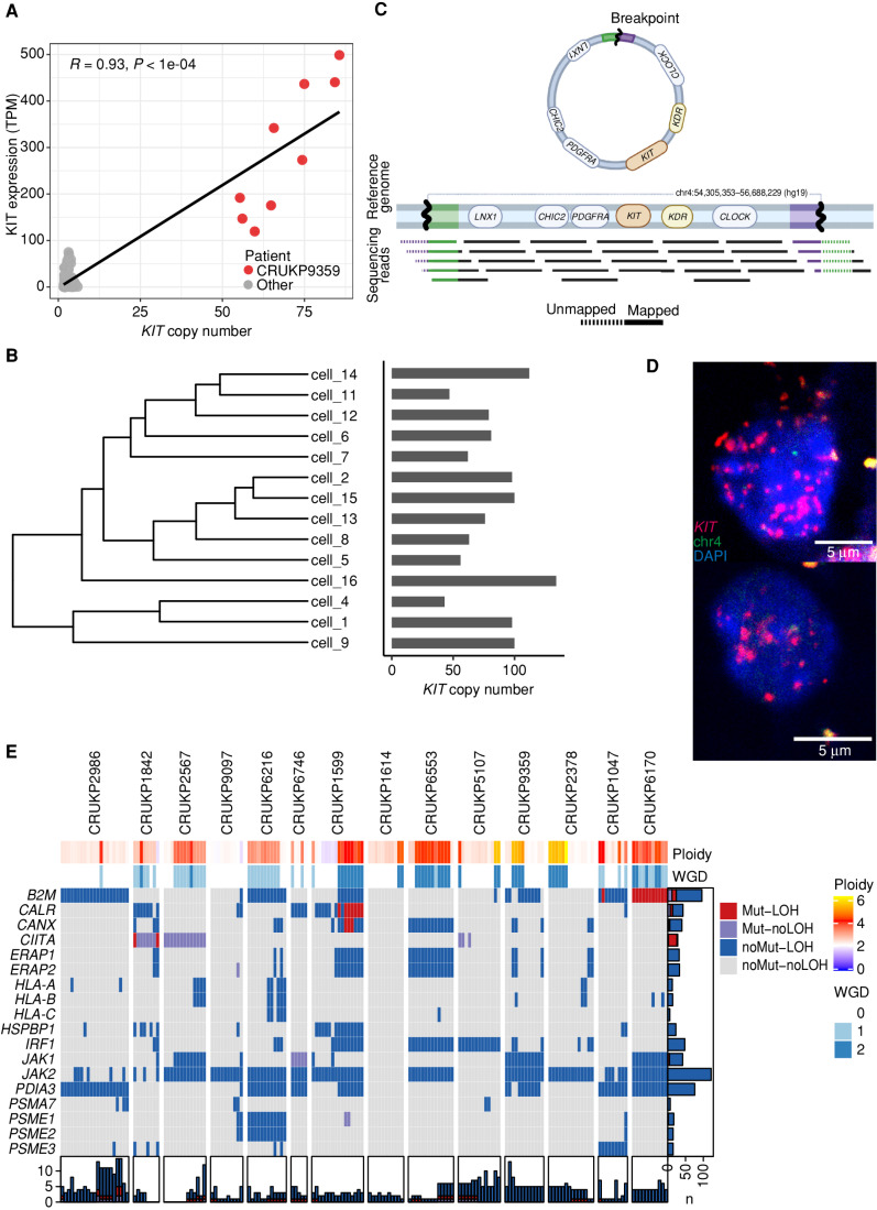 Figure 4. Mechanisms of resistance to therapy. A, KIT copy number vs. KIT expression in matching exome and RNA-seq samples. TPM, transcripts per million. B, Hierarchical clustering tree of SCNAs found in the single cells of a representative sample of CRUKP9359. Bars on the right show the copy number of KIT in each cell. C, Diagram of split reads mapping at the edges of the amplified region, from which a circular structure can be inferred. Created with BioRender.com. D, Images showing FISH probes against KIT (red) in individual cells. E, Heat map of alterations in antigen-presentation genes in the exome data. Each column represents a sample. LOH events are shown in red and blue, and nonsynonymous mutations are in red and purple. Bars on the x-axis show the number of genes altered in each sample, whereas y-axis bars show the number of samples altered per gene, colored by the type of event.