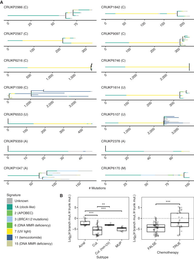 Figure 2. A, Phylogenies inferred for the 14 patients. Only WES samples are included. Letters in brackets indicate melanoma subtype: A = acral, C = cutaneous, M = mucosal, U = melanoma of unknown primary. Branch length is proportional to the number of mutations. Branch colors represent the mutational signatures of the mutations. For clarity, only the most common mutational signatures are shown; the remainder are categorized as “unknown.” Scale bars indicate the number of mutations. The legend includes etiologies for each signature (24). MMR, mismatch repair. B, Boxplots indicate the ratio of subclonal mutations (length of branches) to clonal mutations (length of the trunk) by subtype and chemotherapy status. Values smaller than zero indicate the dominance of truncal mutations. Mann–Whitney U test was used for statistical comparisons (**, P < 0.01; ***, P < 0.001). Cut., cutaneous; mut., mutation.