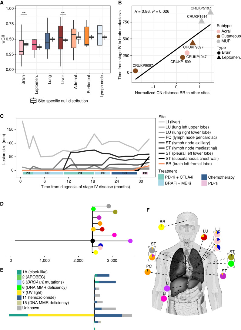 Figure 3. Late-emerging brain metastases have a lower copy-number burden. A, wGII per metastatic site. Site-specific null distributions of mean wGII were generated by randomizing sample sets (from any metastatic site) while keeping patient contributions constant (see Methods). **, P ≤ 0.01. Leptomen., leptomeninges. B, Correlation between brain copy-number (CN) distance to other sites and time of emergence of brain metastases after stage IV diagnosis in days. C, Growth dynamics of tumors in patient CRUKP5107. The brain lesion (in orange) was detected in only the last two scans after the targeted therapy [BRAF inhibitor (i) + MEKi], ICI (PD-1i + CTLA4i), and chemotherapy courses. PD, progressive disease; PR, partial response; SD, stable disease. D, SNV and indel phylogenetic tree of tumor clones in patient CRUKP5107. E, The mutational signature contributions to each clone in the phylogeny in D are shown. MMR, mismatch repair. F, The anatomic distribution of clones. Each pie chart represents a sample with its clonal composition indicated by the colors. A multiregional sampling of the same tumor is indicated by the gray dashed lines. BR, brain; LI, liver; LU, lung; PC, pericardium; ST, soft tissue.