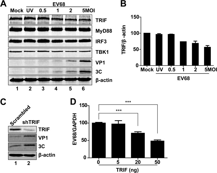 FIG 2