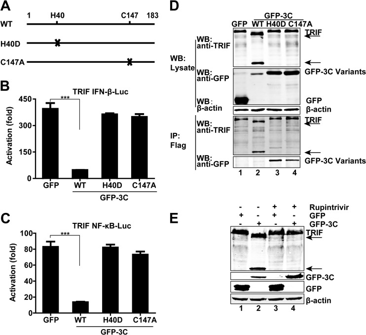 FIG 6