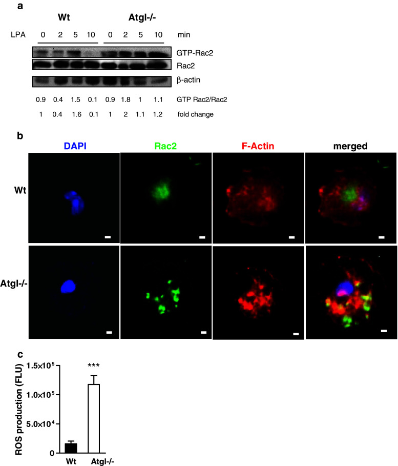 Fig. 6