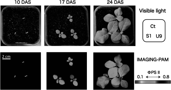 Figure 4. Comparison of photosynthetic capacity between transgenic and control plants using IMAGING-PAM analysis. Seedlings of transgenic (S1, U9) and control (Ct) plants were grown together in the same pot and images were taken at 10, 17, and 24 DAS. Top: images under visible light. Bottom: Two-dimensional images by the IMAGING-PAM indicated low (orange at 10 DAS) to high (light blue at 24 DAS) photosynthetic capacity corresponding to φPSII indicator bar.